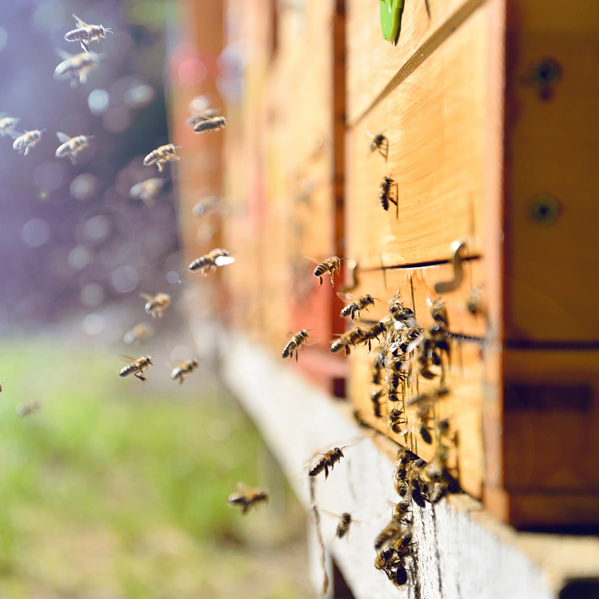 Bees swarm around a warm-yellow wooden beehive; numerous bees fly near the entrance and cling to the hive’s side.