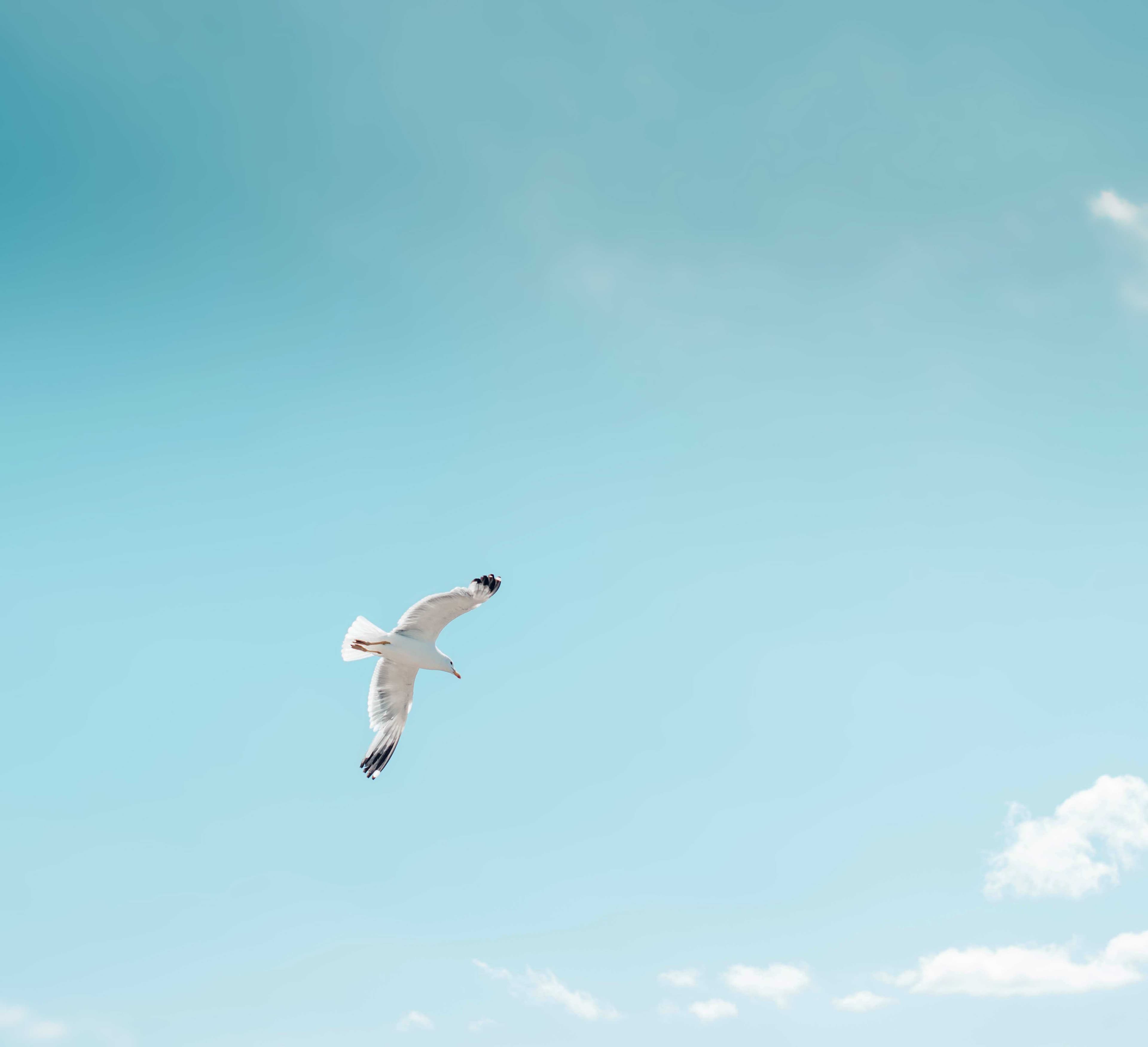 A lone white seagull glides with outstretched wings across a bright blue sky with a few small clouds near the bottom.