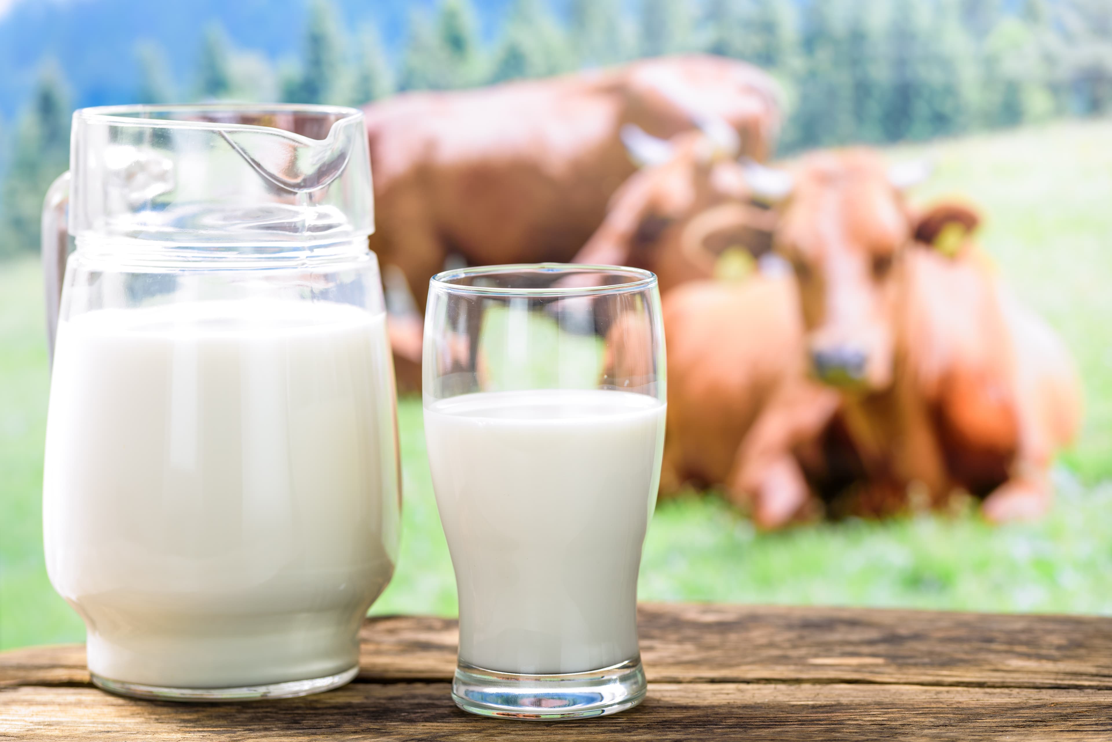 Pouring milk into a glass on a background of pasture with cows