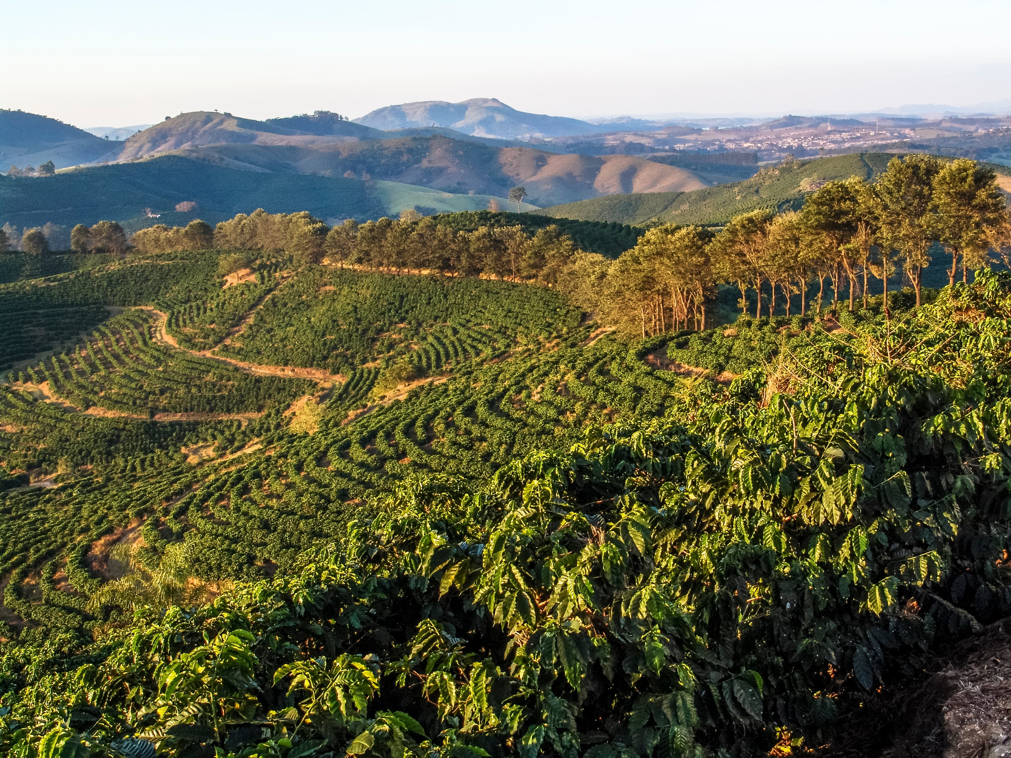 Terraced green fields on rolling hills, with a line of trees along the ridge and dense foreground foliage under a clear sky.