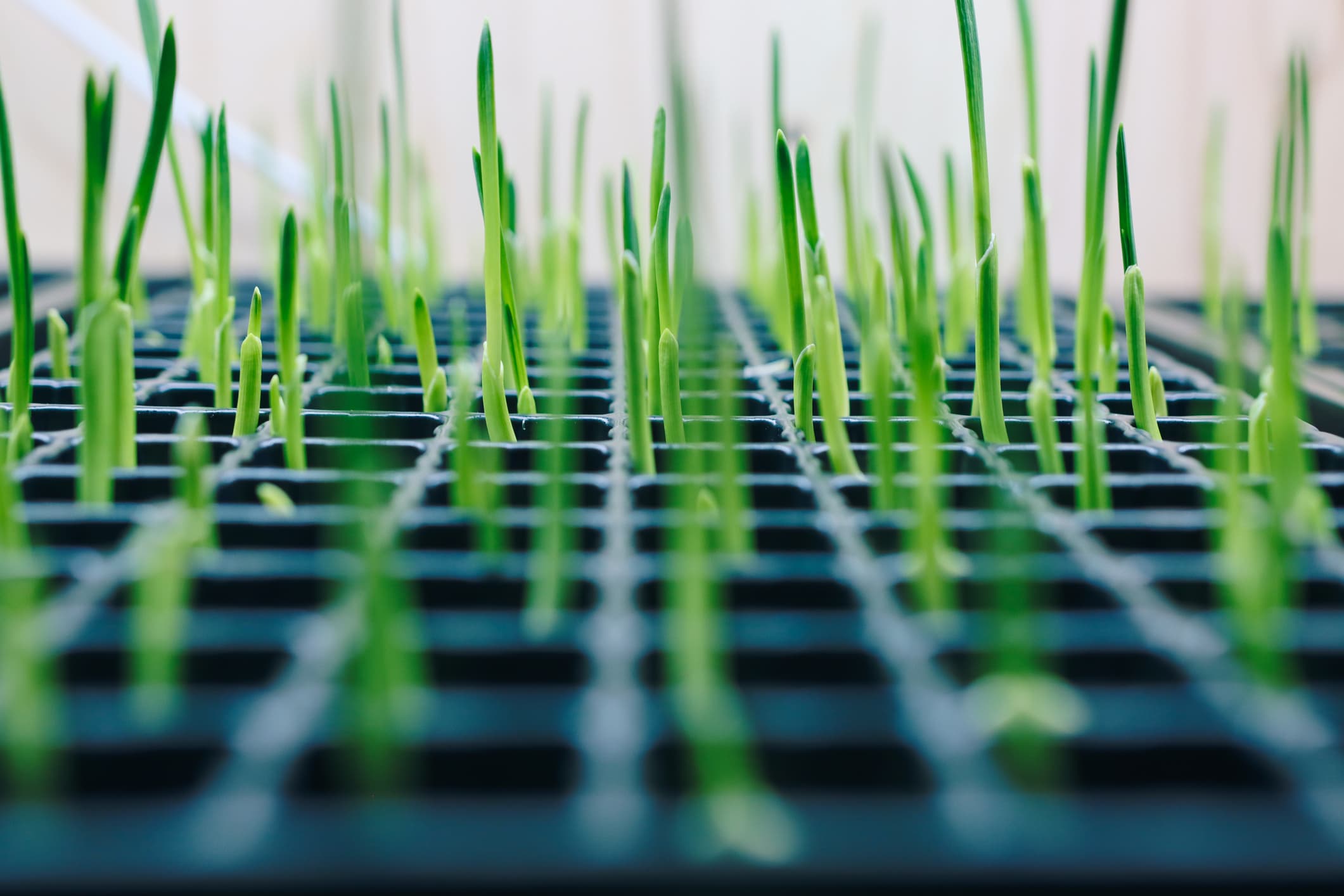 Close-up of bright green sprouts emerging from a black seedling tray, arranged in rows with shallow depth of field.