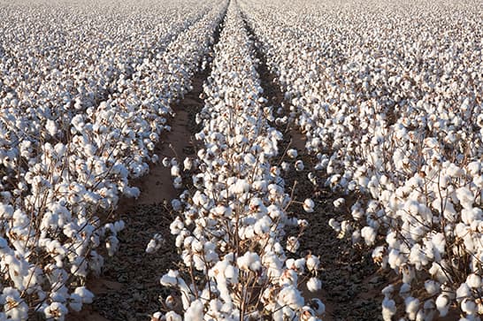 Cotton plants in long rows with fluffy white bolls, stretching toward the horizon across a brown soil field.