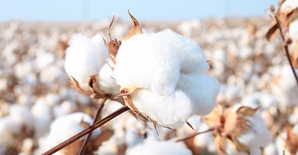 Close-up of a fluffy white cotton boll on a brown stem in a cotton field, with blurred plants in the background.