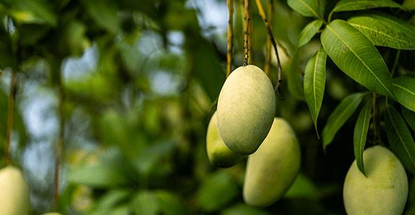 Several pale green mangoes hanging from a branch among lush green leaves on a mango tree.