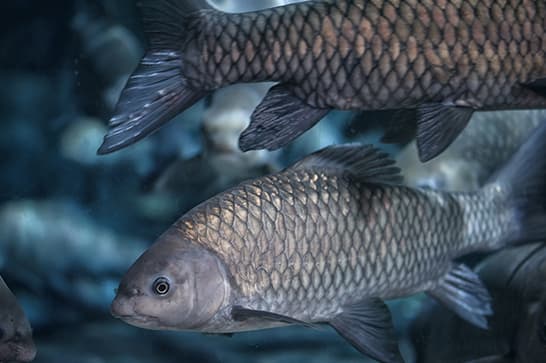 Two elongated fish with large, diamond-patterned scales swim in a blue underwater scene.