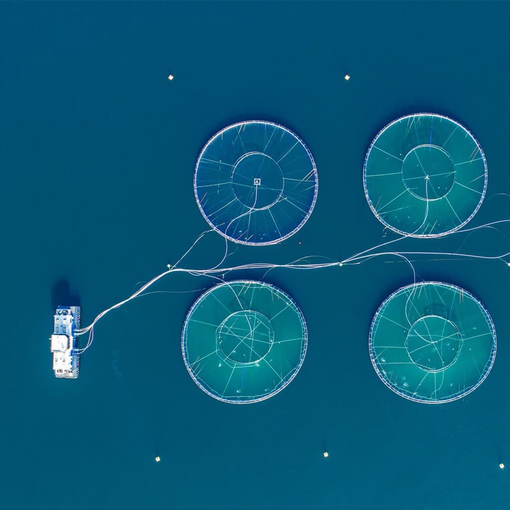 Aerial view of four circular fish farming cages in blue water, connected by lines, with a small boat on the left.