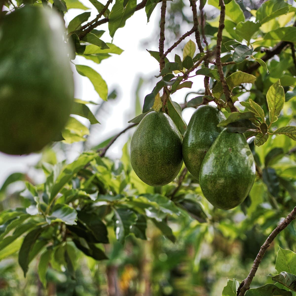 Green avocados hanging from a branch on a leafy tree, with sunlight filtering through the leaves.