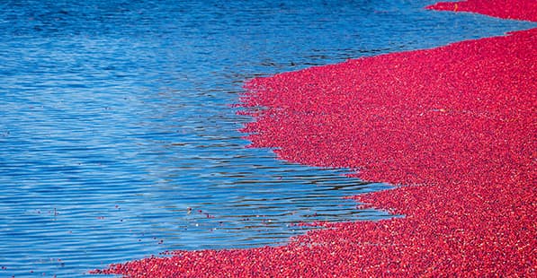 Blue water on the left with a wide curve of bright pink petals along the shoreline on the right.
