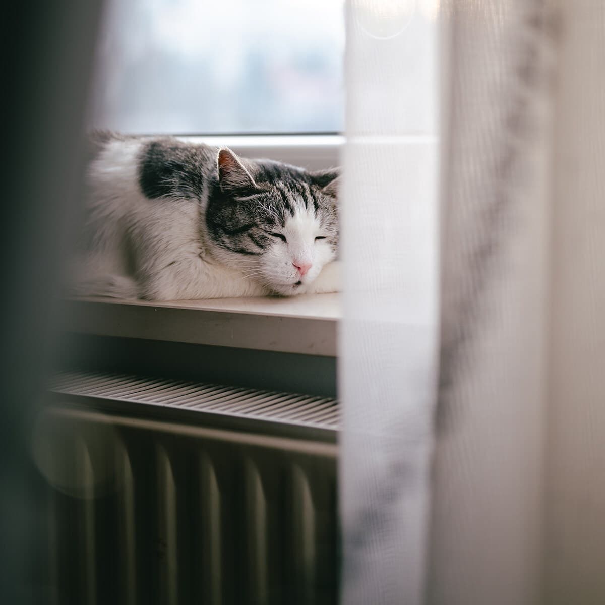 A white and gray tabby cat sleeping on a windowsill next to a radiator, framed by sheer curtains.