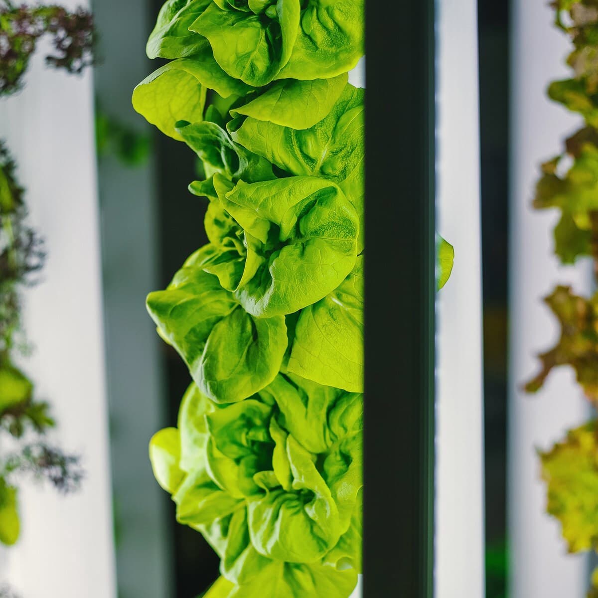 Bright green lettuce leaves grow vertically along a rack between white and dark rails in a vertical farming setup.