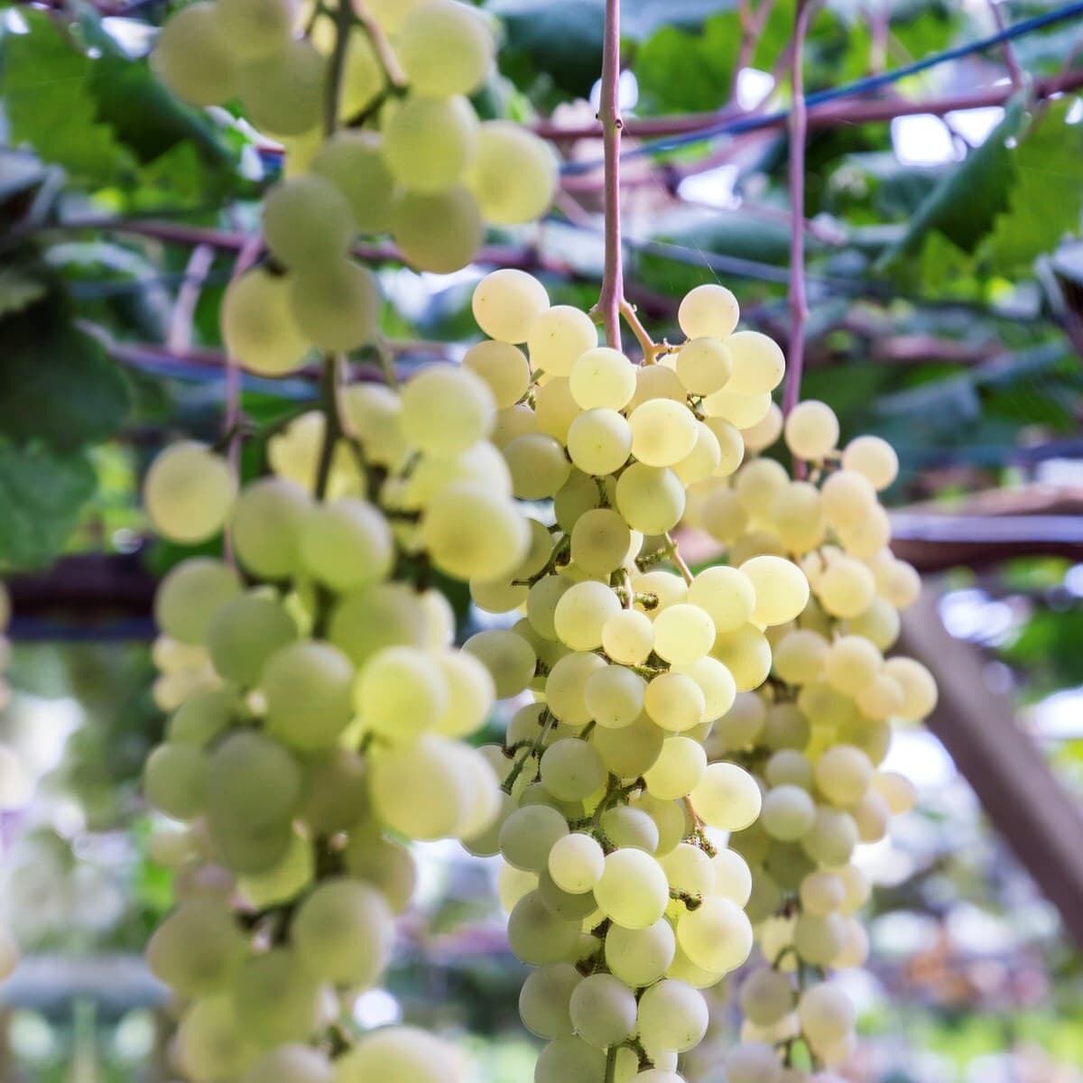 Close-up of pale green grape clusters hanging from a vine, with green leaves and a blurred trellis background.