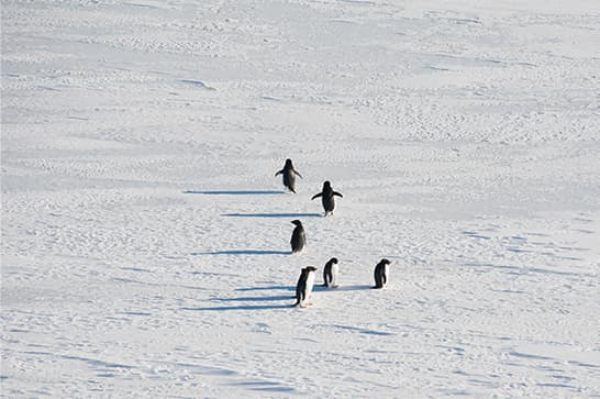 Penguins walk in a loose line across a snow-covered landscape, casting long shadows on the bright white snow.