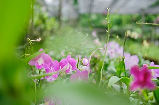 Pink orchids amid green leaves in a greenhouse, with a softly blurred foreground and background.