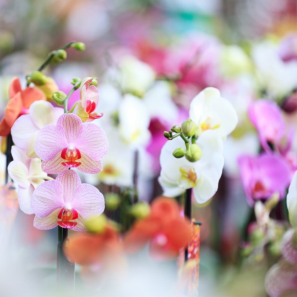 Close-up of pink and white orchids with yellow centers, against a soft, colorful blurred background.
