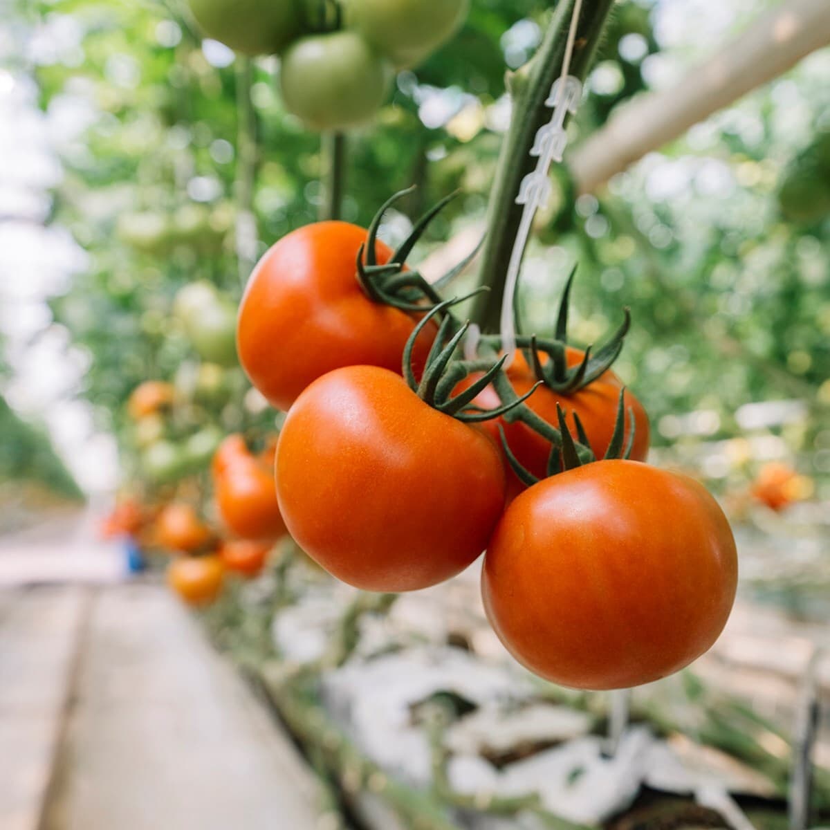 Cluster of ripe red tomatoes on the vine in a greenhouse, with green unripe tomatoes and leafy background in soft focus.