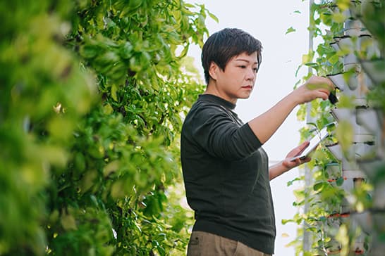 Person stands among lush green vines in a garden or greenhouse, wearing a dark long-sleeve shirt, inspecting plants with a tablet or clipboard.