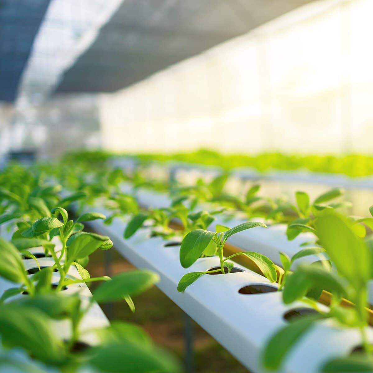 Rows of young green seedlings growing in white hydroponic channels inside a bright greenhouse.