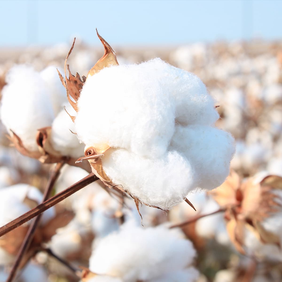 Close-up of a cotton boll with fluffy white fiber on a brown stem and dried leaves, a blurred field and blue sky in the background.