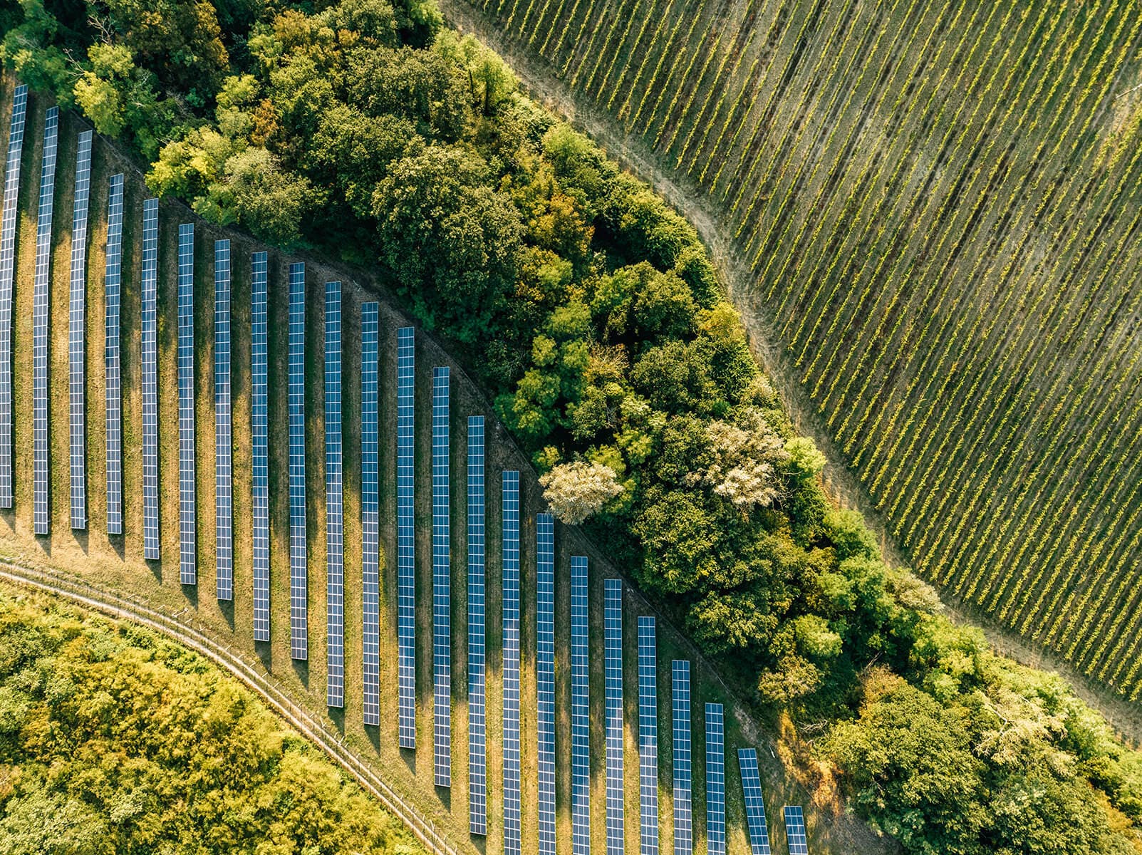 Aerial view of blue solar panels arranged in diagonal rows along a tree-lined strip, with a vineyard on the adjacent slope.
