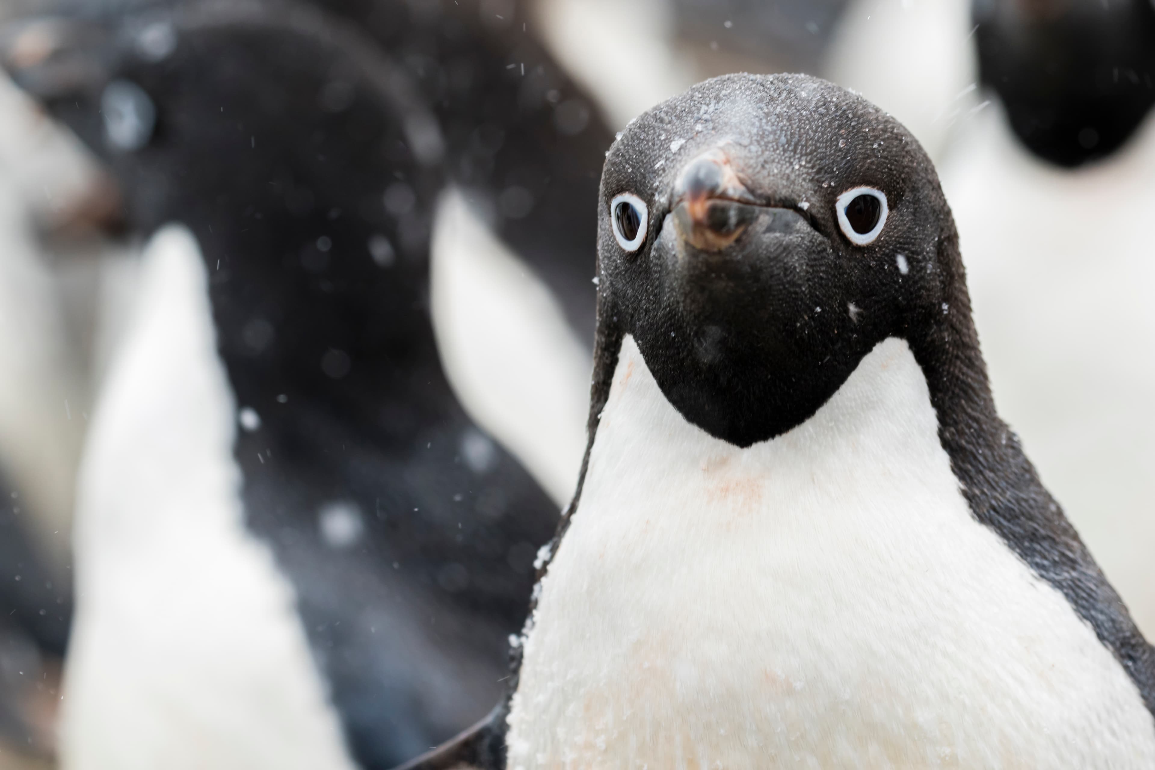 Close-up of a penguin facing the camera, showing a black head, white chest, and orange beak, with light snow and blurred penguins in the background.