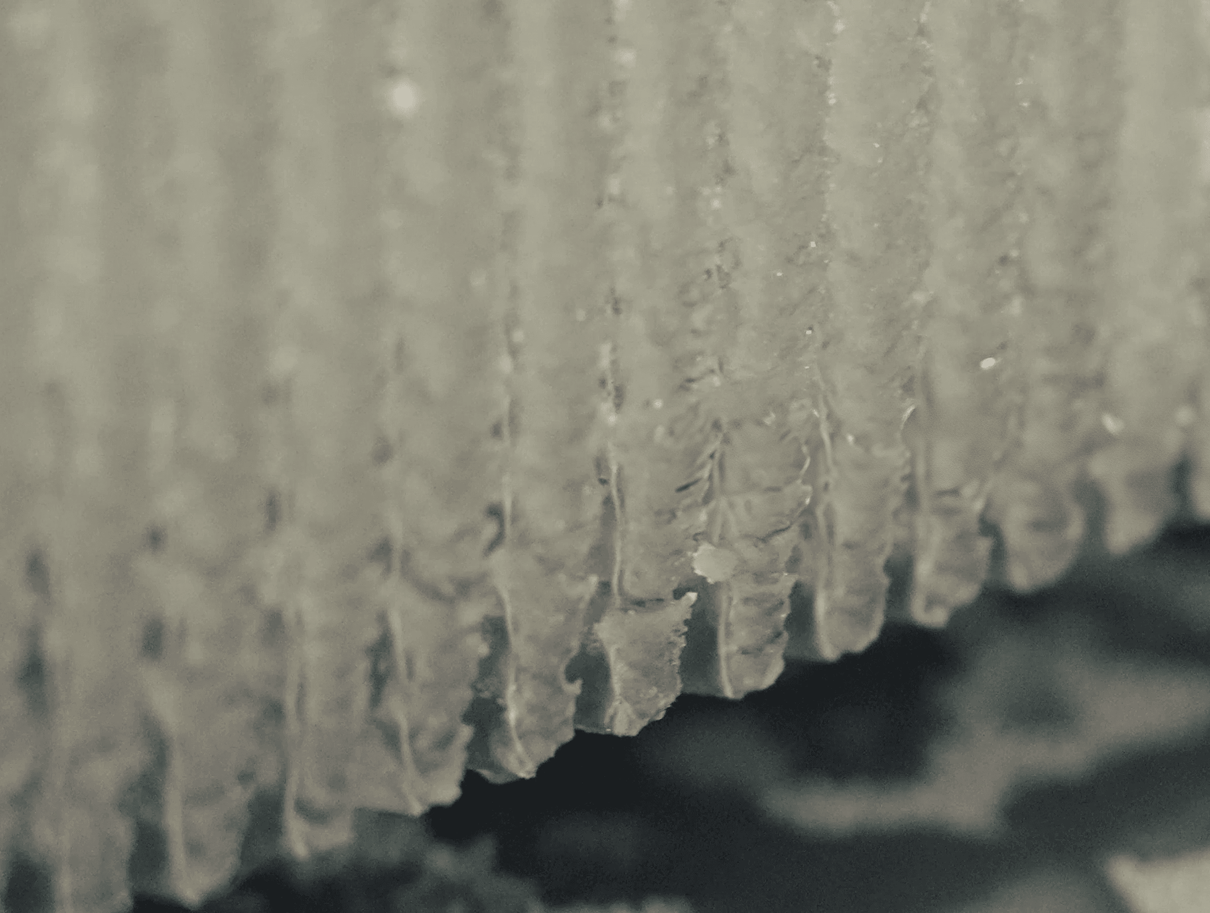 Macro close-up of a pale gray, ribbed surface with vertical grooves and a jagged, frayed lower edge; dark background out of focus.