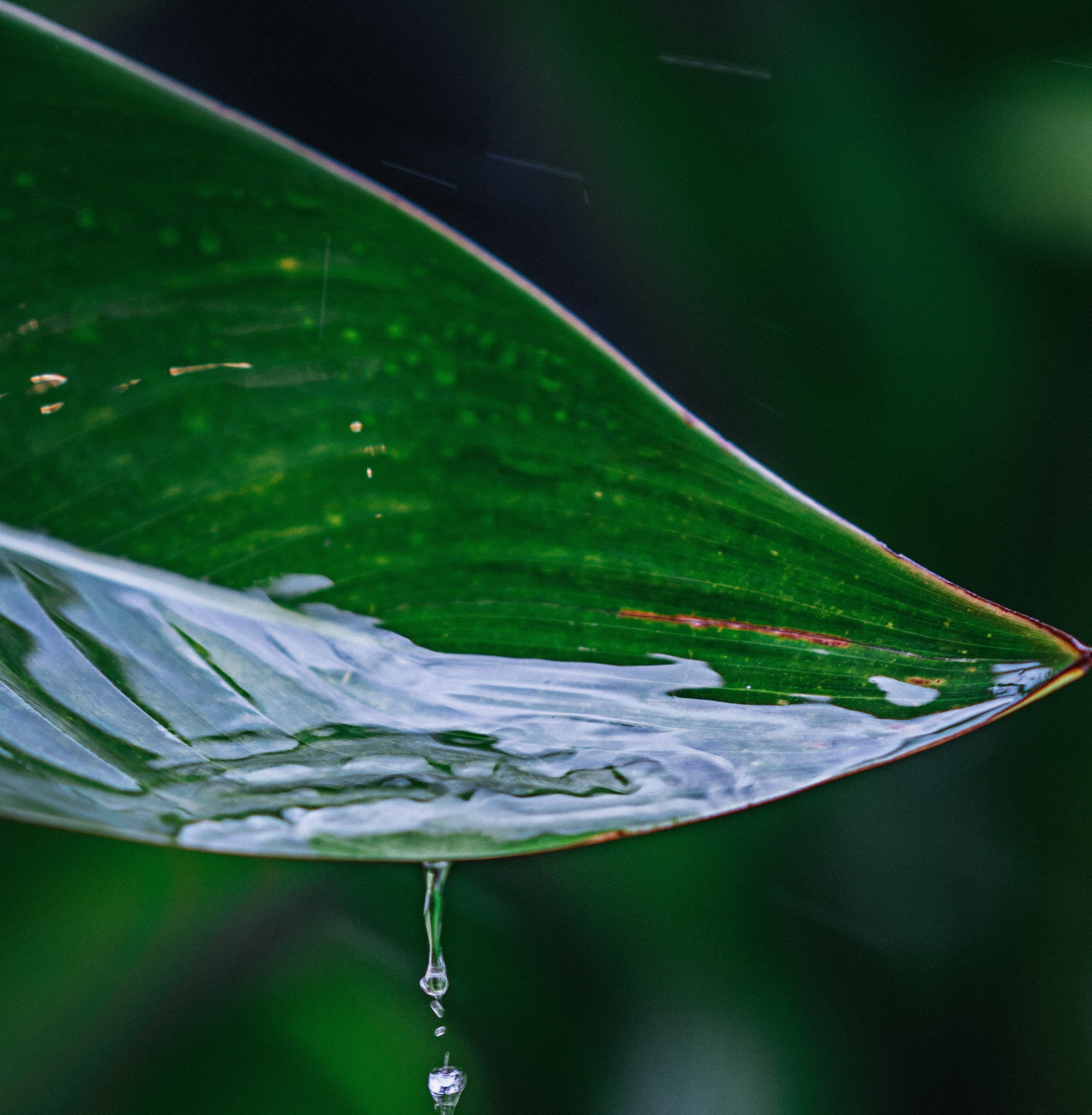Close-up of a glossy green leaf with water droplets hanging from its tip, a small stream of droplets dripping downward, against a dark green background.