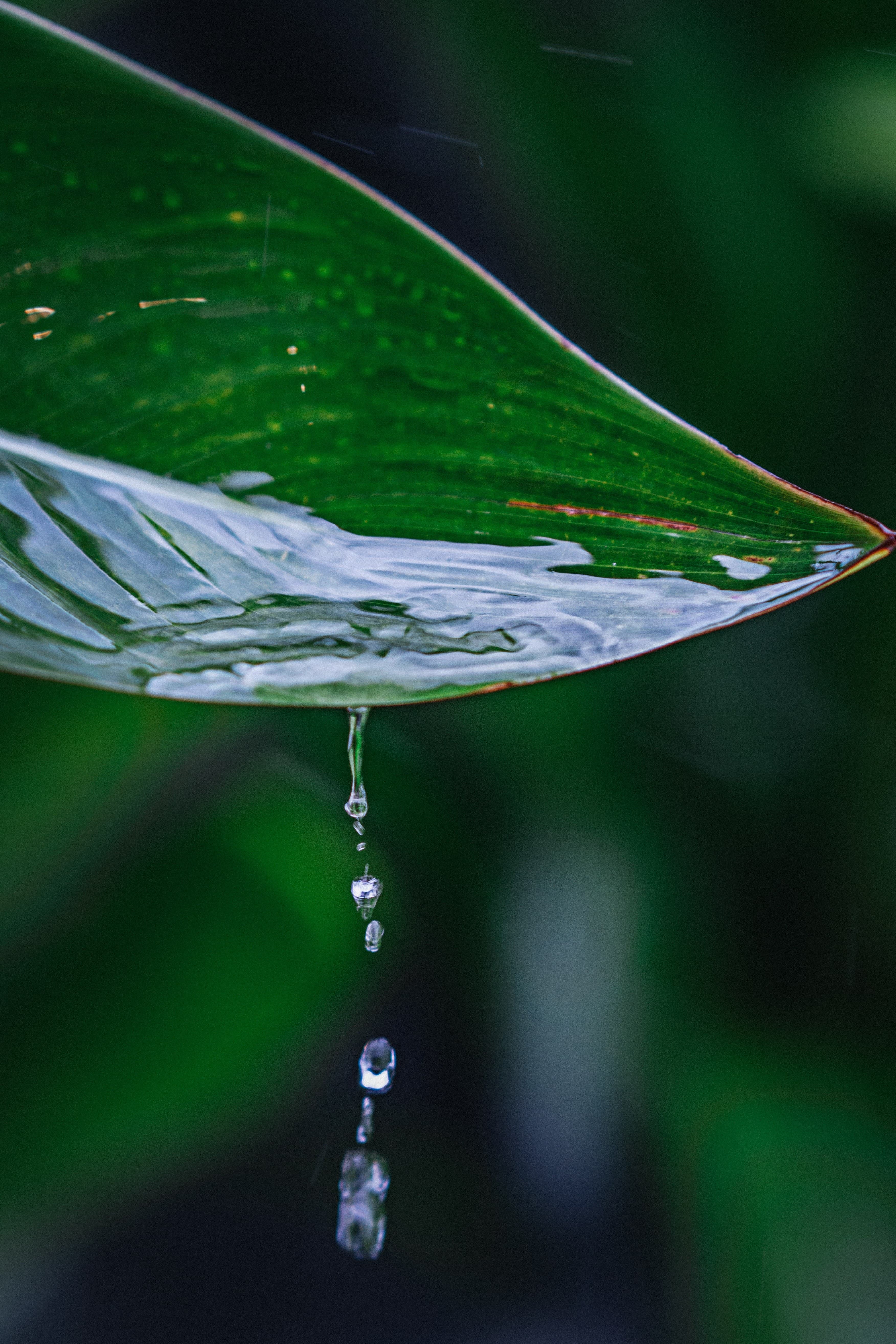 Una hoja verde curvada con gotas de agua cayendo desde el borde, formando una cadena de gotas; fondo desenfocado en verde oscuro.