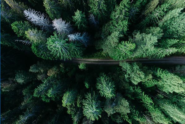 Aerial view of a dense green forest with a narrow road cutting through the treetops.