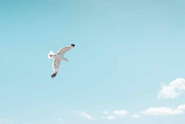 A white gull glides through a clear blue sky with a few small clouds.