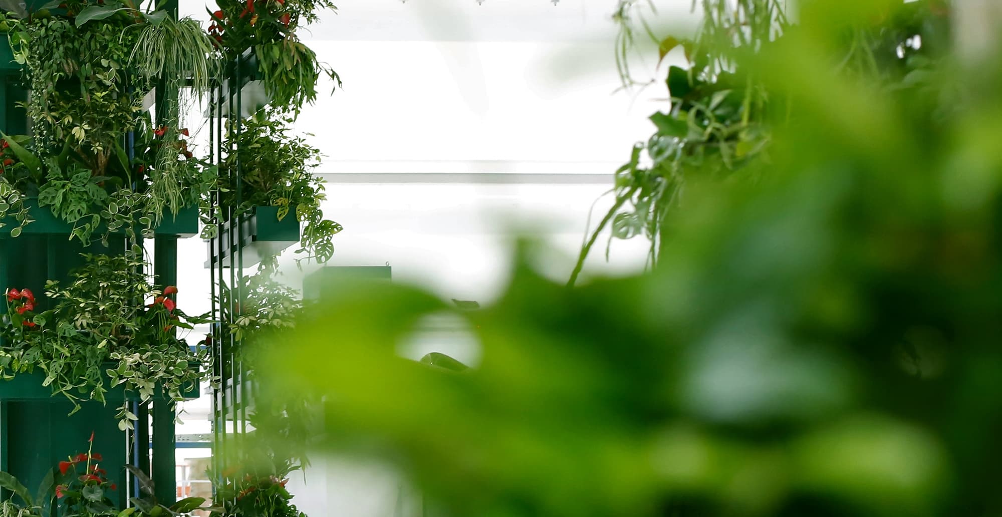 Indoor vertical garden with lush green plants on dark green shelving along a white wall; trailing vines and red blooms, foreground leaves blurred.