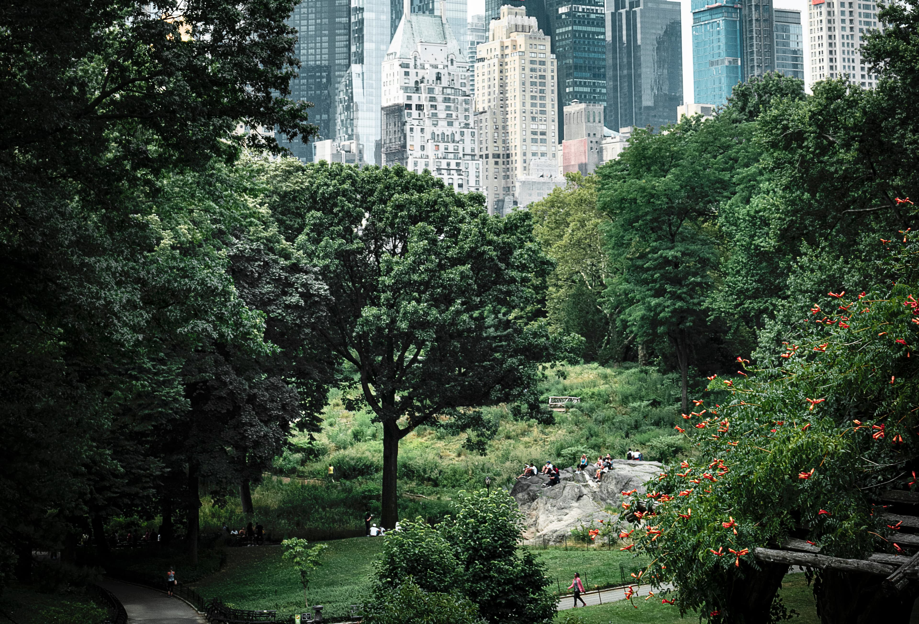 A lush city park with dense trees, a grassy area and rocky outcrops where people sit, with a distant skyline of tall buildings behind the greenery.