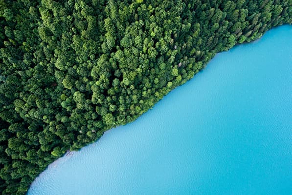 Aerial view of a dense green forest along a diagonal shoreline where lush trees meet a vivid blue lake.