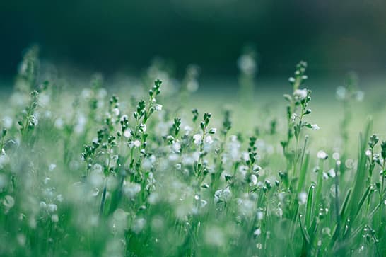Close-up of a green meadow with slender stems and tiny white flowers, softly blurred background.