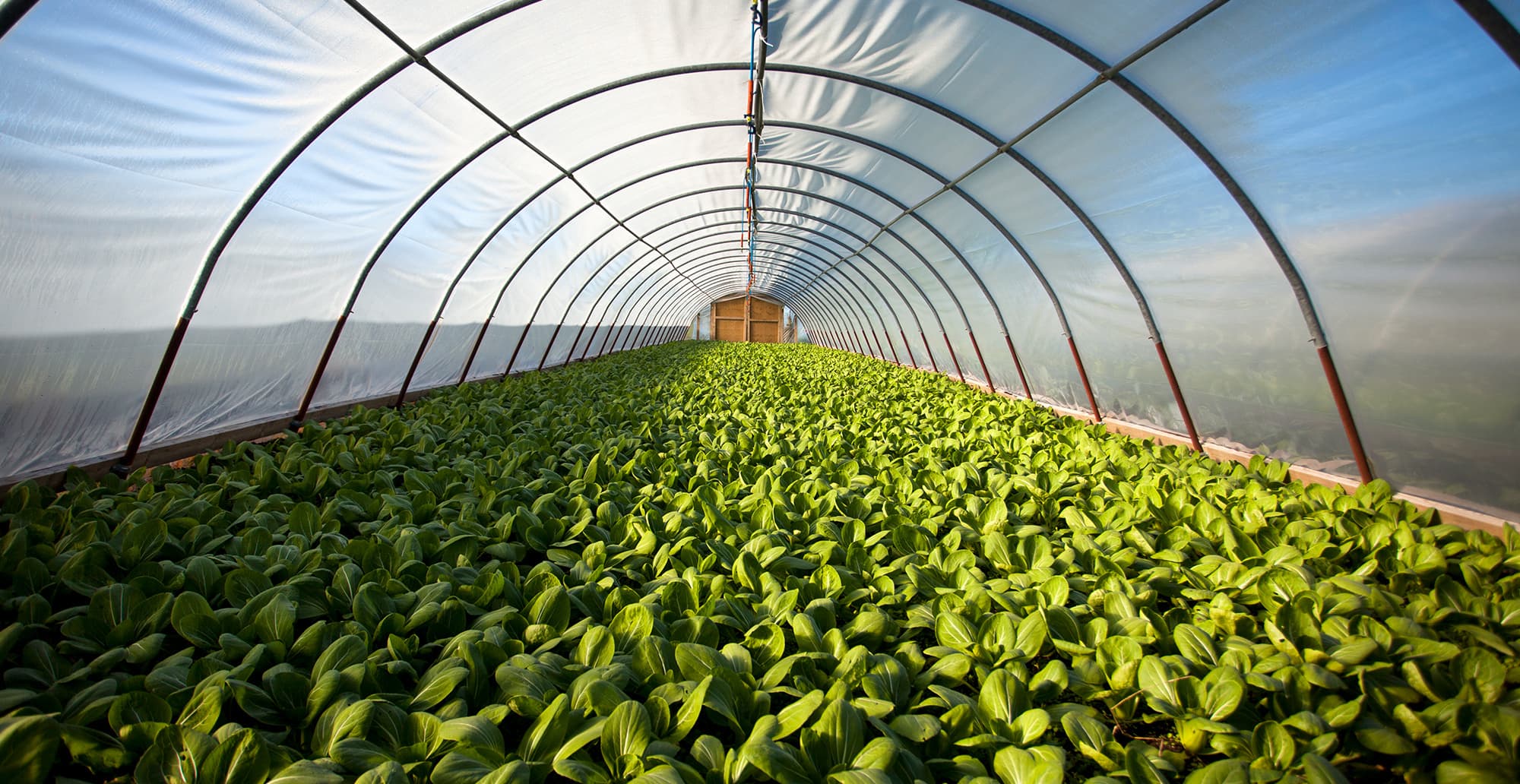 Inside a long translucent greenhouse with curved arches, dense rows of green leafy plants fill the bed toward a wooden end wall.