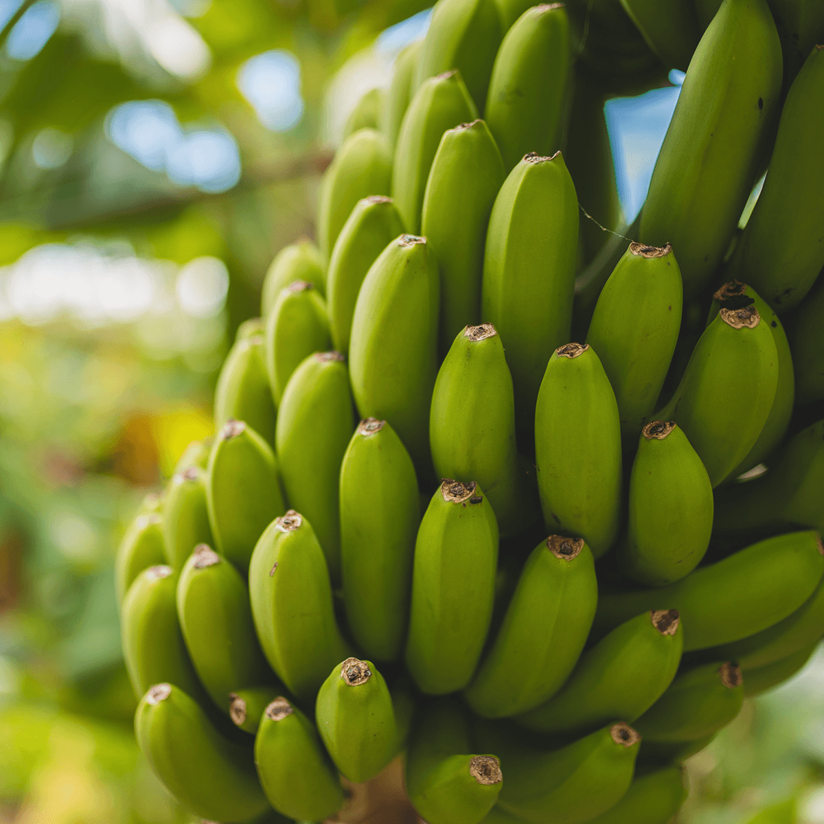 Close-up of a large cluster of unripe green bananas growing on a banana tree.