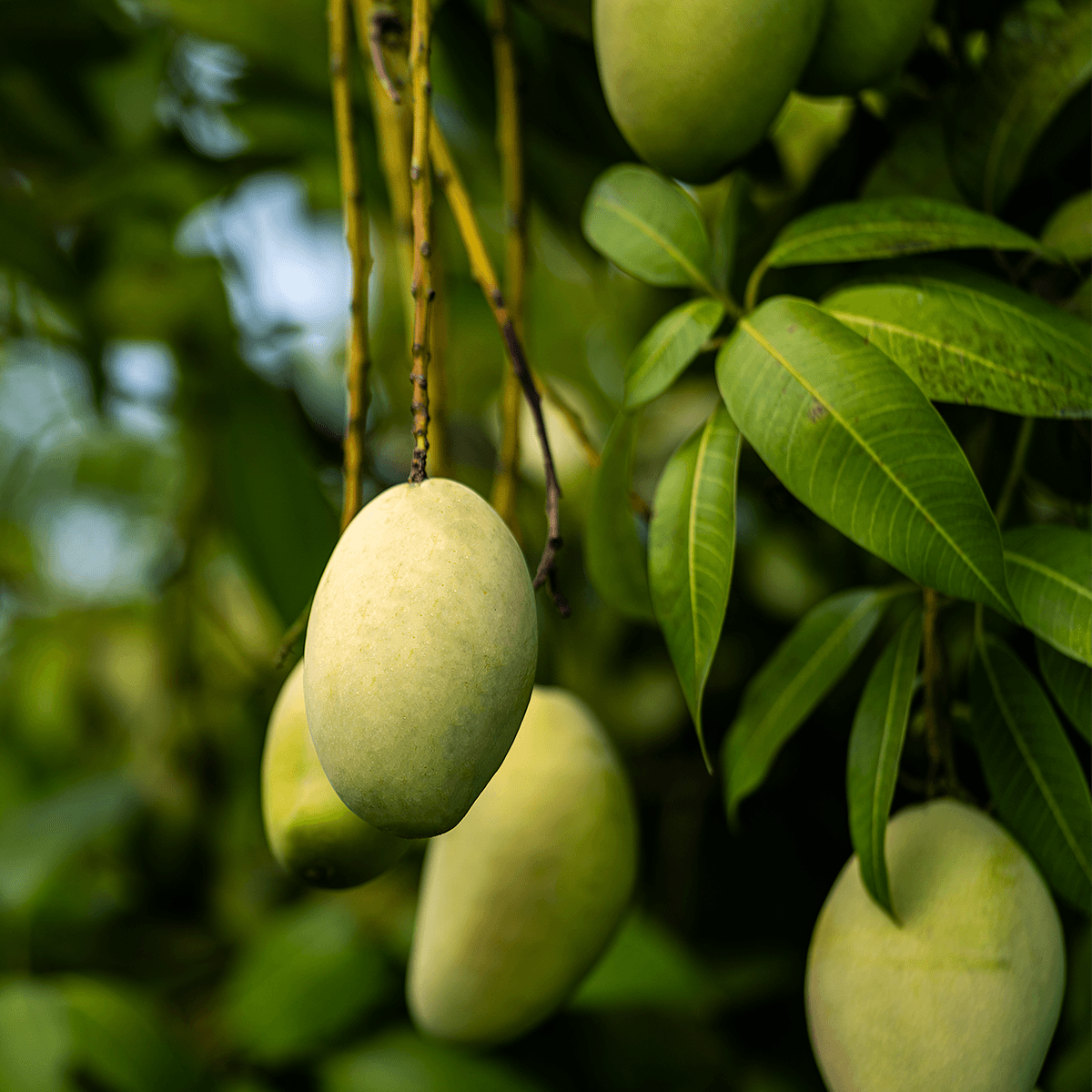 Mangoes hanging from a tree with glossy green leaves; a pale yellow-green fruit dominates the foreground.