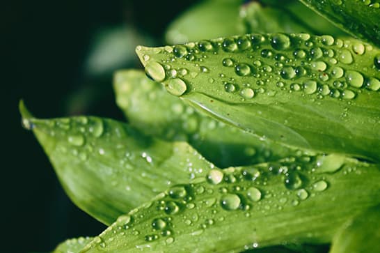 Close-up of vibrant green leaves with numerous water droplets beaded on their surfaces.