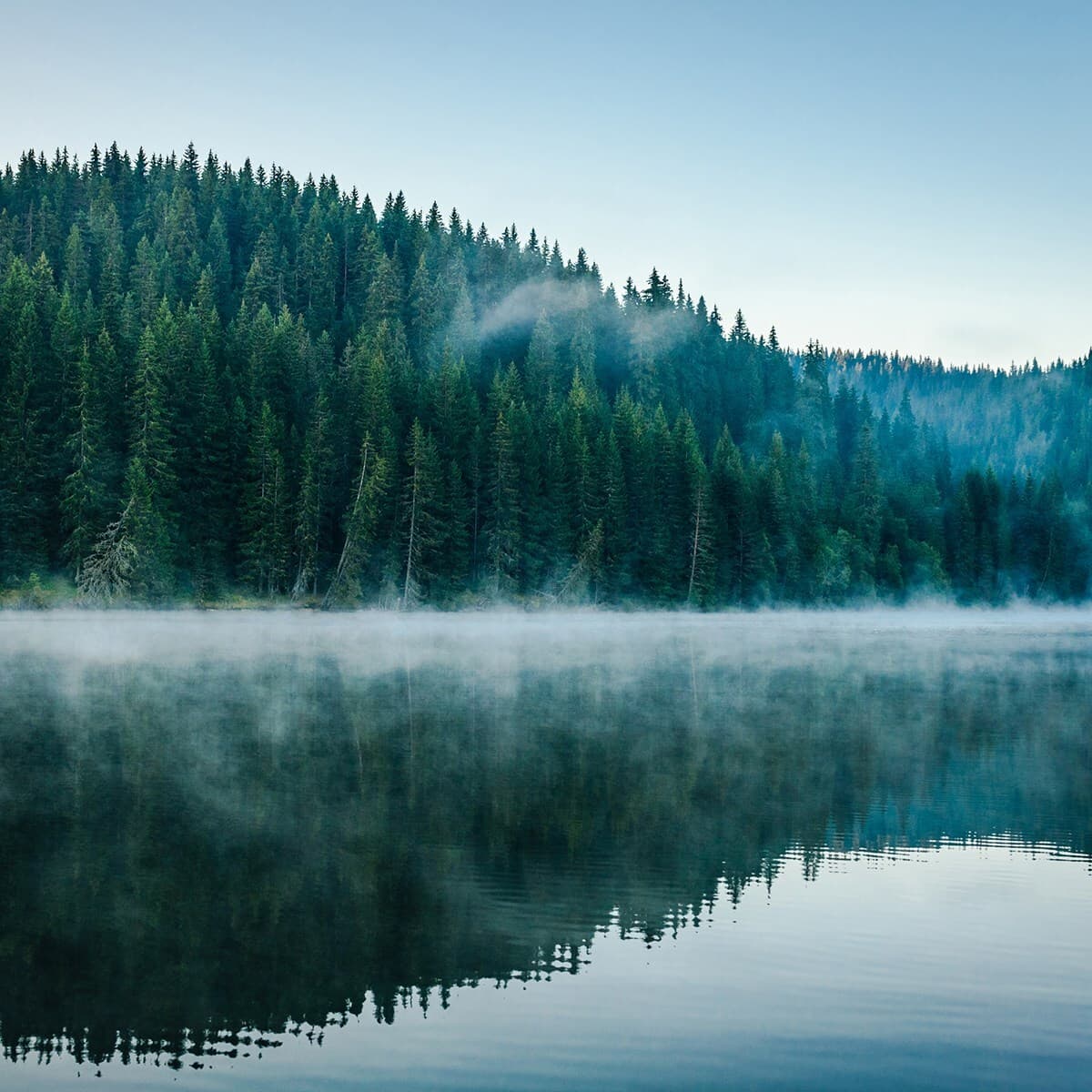 Dense evergreen forest along a tranquil lake with mist hovering above the water, reflecting the trees and blue sky.