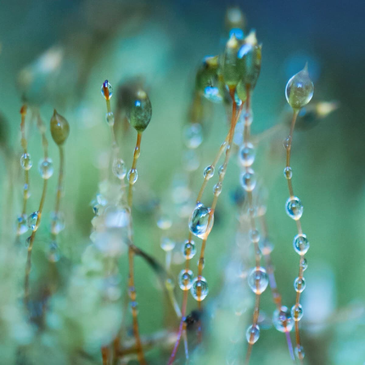 Macro shot of delicate plant stems with dew droplets clinging along their length, tiny seed pods, against a soft green-blue background with bokeh.