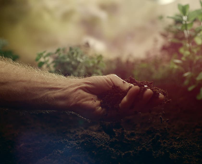 Bare hand cupping dark soil in a garden, with blurred green plants in the background and warm sunlight.