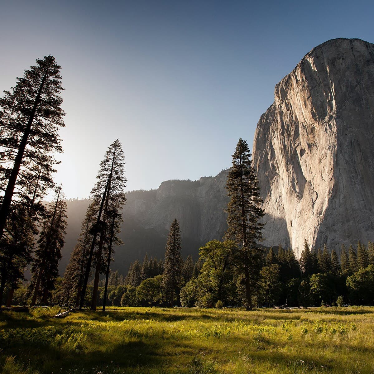 Sunlit meadow with tall pine trees and a massive granite cliff on the right, with distant forest and mountains under a clear blue sky.