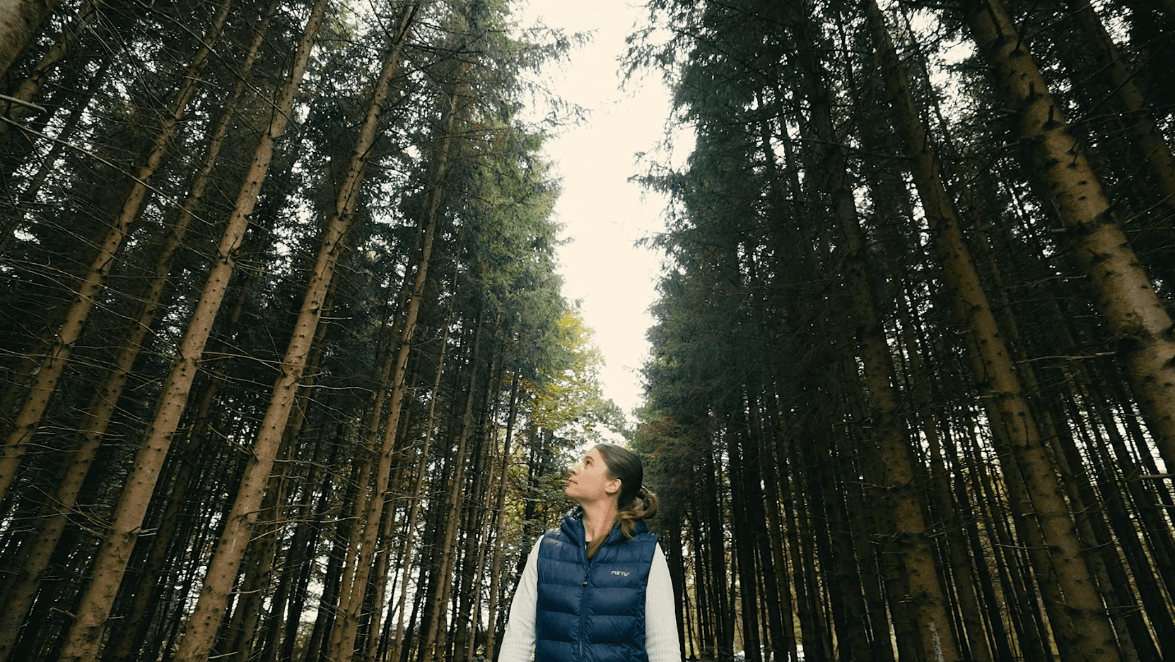 Person standing in a dense pine forest, wearing a blue puffer vest over a light sweater, looking up at tall trunks toward the bright sky.