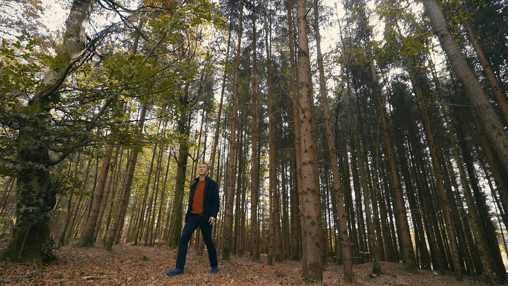 A person stands in a dense pine forest with a leaf-covered ground, wearing an orange top, dark jacket, and blue shoes, gazing upward at the trees.