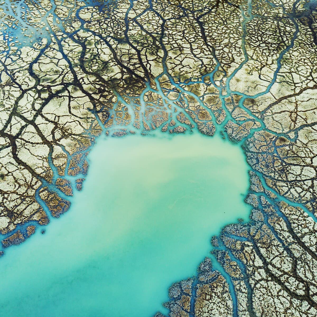 Aerial view of a turquoise lake with dark blue branching shoreline patterns spreading across cracked beige terrain.