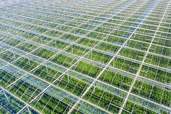 Aerial view of a vast greenhouse with a grid of glass panels and metal frames, revealing rows of green plants beneath.