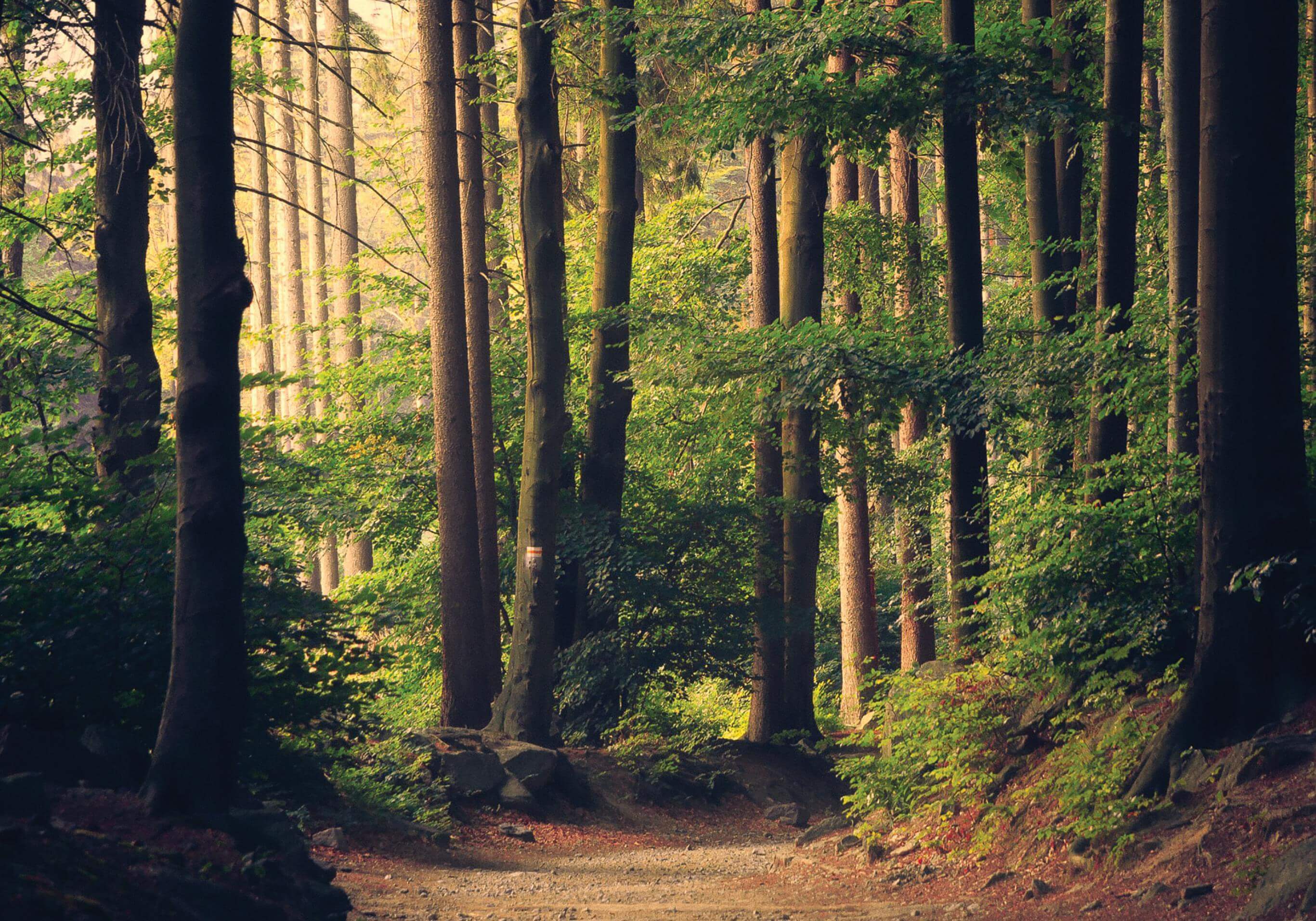 Sunlit forest path with tall trees and lush green undergrowth; a dirt trail winds through the woods, rocks visible in the foreground.