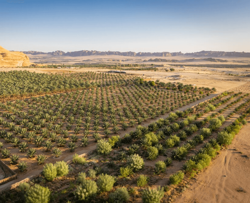 Aerial view of a desert palm-tree orchard with neat rows on sandy soil, distant rocky hills on the horizon under a clear blue sky.