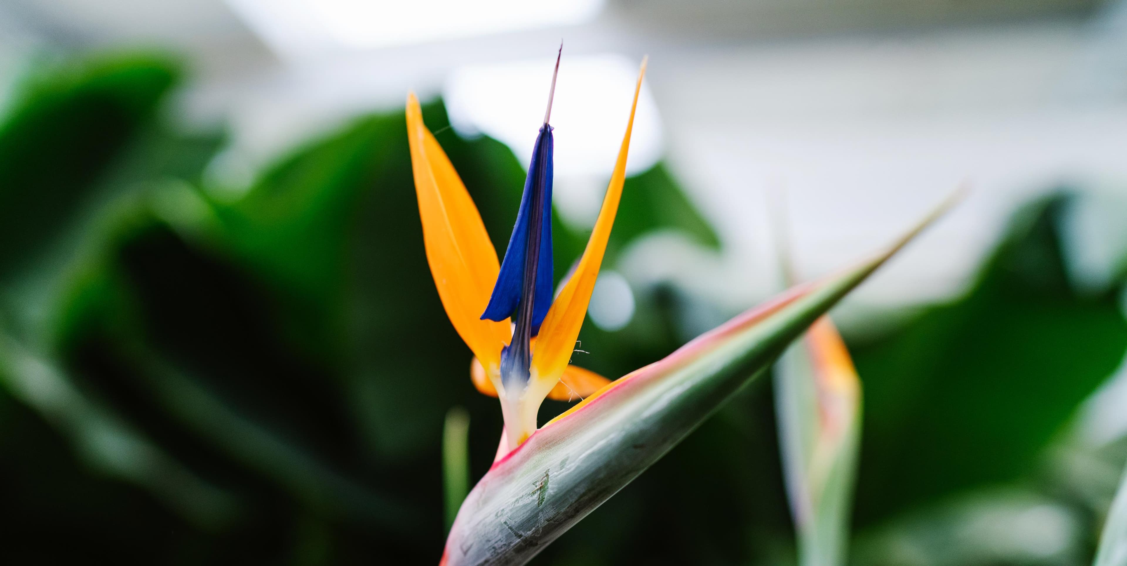 Flor de ave del paraíso en primer plano, con pétalos azules y sepalos naranjas, contra un fondo verde desenfocado.
