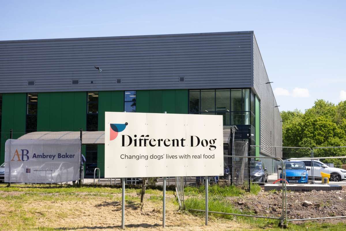 Different Dog Image 1