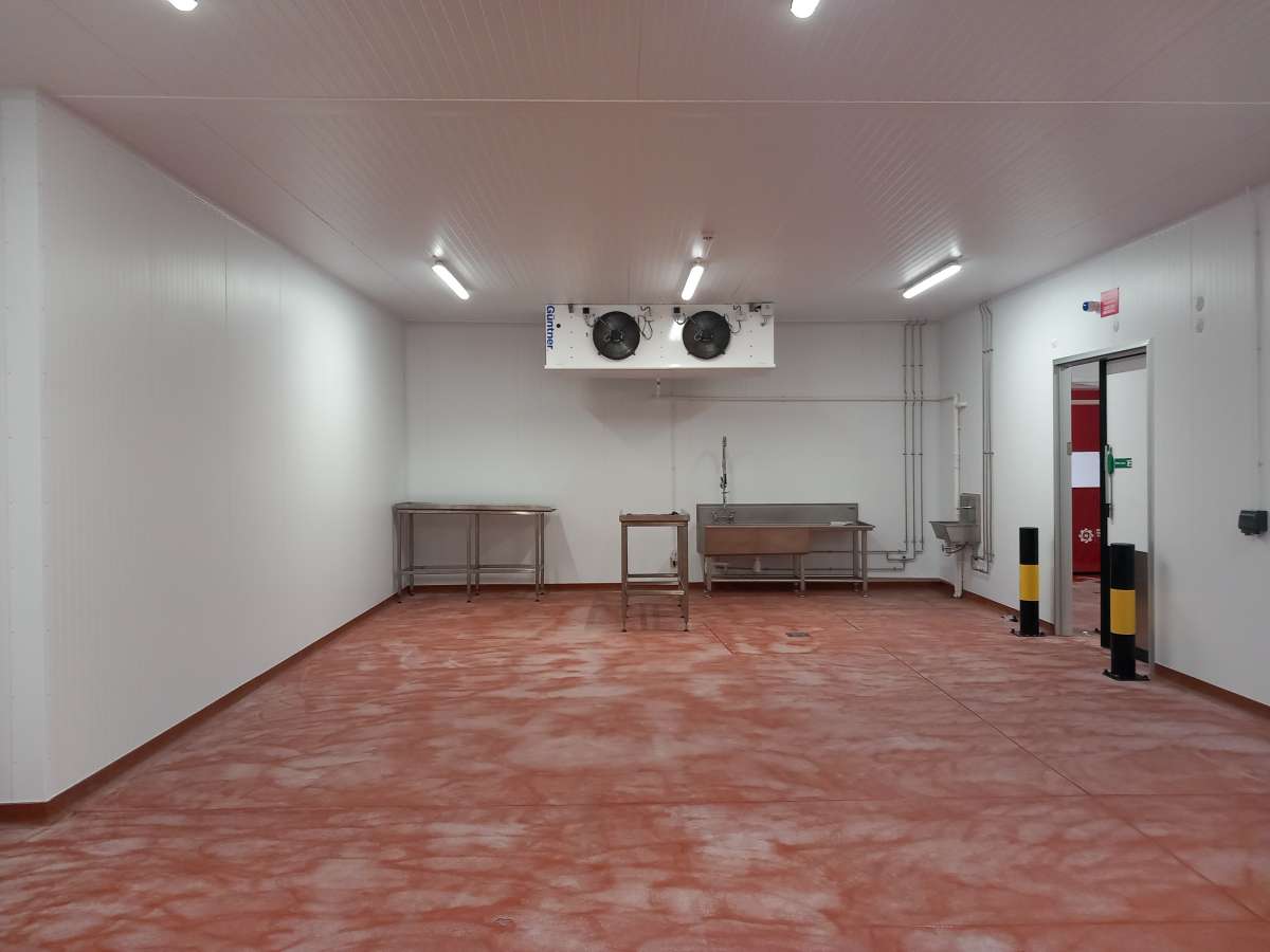 Different Dog Image 4